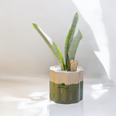 DÚO SAPHI + SANSEVIERIA SILVER QUEEN