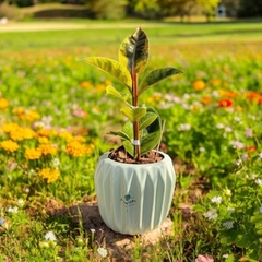 DÚO MACETA PRISMA + GOMERO VARIEGADO AMARILLO - comprar online