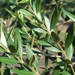 OLIVO