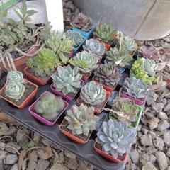SUCULENTA 6 CM - comprar online