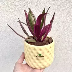 DUO MACETA TETRIS + TRADESCANTIA SPATHACEA en internet