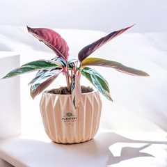 DÚO MACETA PRISMA + CALATHEA TRIOSTAR