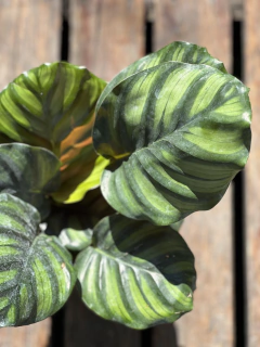 CALATHEA FASCIATA en internet