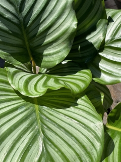 CALATHEA ORBIFOLIA en internet