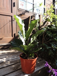 FICUS PANDURATA -MACETA 20CM en internet