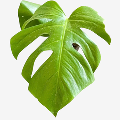 COSTILLA DE ADÁN/MONSTERA DELICIOSA