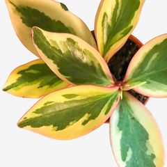 PEPEROMIA TRICOLOR/PEPEROMIA ROSADA en internet