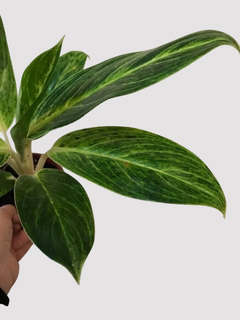 AGLAONEMA KING OF SIAM
