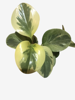 PEPEROMIA en internet