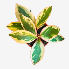 PEPEROMIA TRICOLOR/PEPEROMIA ROSADA