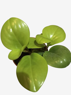 PEPEROMIA OBTUSIFOLIA - comprar online