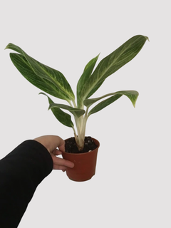AGLAONEMA KING OF SIAM - comprar online