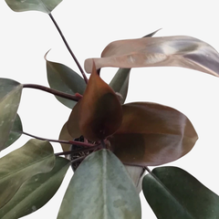 PHILODENDRO SANGUÍNEO - Plantery