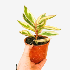 PEPEROMIA TRICOLOR/PEPEROMIA ROSADA - comprar online