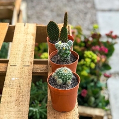 PACK 3 CACTUS CHICOS