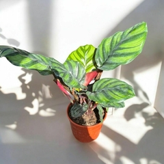 CALATHEA FLAMESTAR