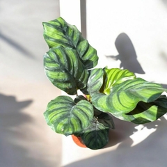 CALATHEA FLAMESTAR - comprar online