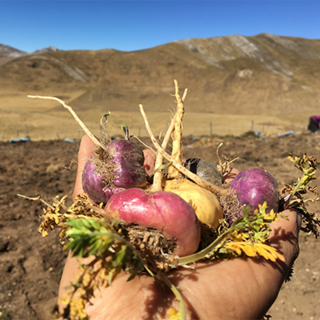 Mercado Andino: a verdadeira Maca Peruana dos Andes!