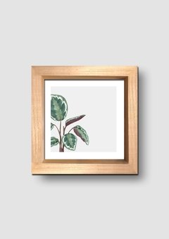 Cuadro Acuarela Planta Hojas Calathea - tienda online