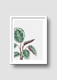 Cuadro Acuarela Planta Hojas Calathea - Memorabilia