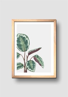 Cuadro Acuarela Planta Hojas Calathea - comprar online