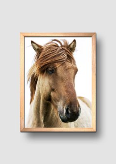 Cuadro Fotografía Caballo - comprar online