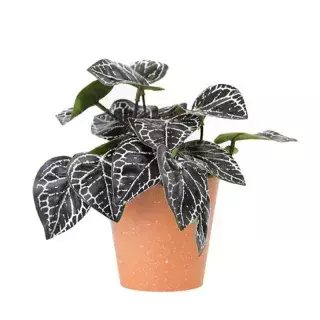 PLANTA CON MACETA PLASTICA 19CM