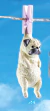 Good Day For Laundry 2 - Pug