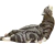 CAT SLEEPY STILL SLEEPY: Gray tabby
