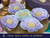 OF 021 - comprar online