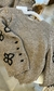 Sweater Amadeo - tienda online