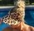 Viseira Animal Print