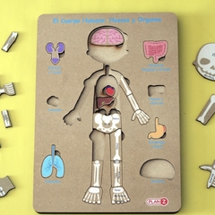 ENCASTRE CUERPO HUMANO 3 NIVELES