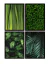 CONJUNTO 4 QUADROS - FOLHAGENS - comprar online