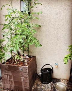 EcoTom Tomatero