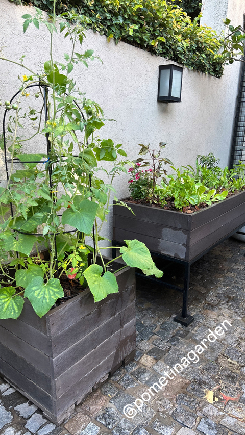 EcoTom (tomates/habas) - comprar online