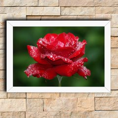 Rosa Vermelha Molhada