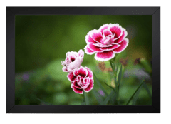 Flor Vermelha e Branca - Digital Quadros