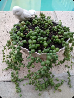 Macetón con pajarito - Tomateverdes