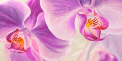 CYNTHIA ANN - Purple Orchids - 2AN3428