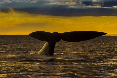 Ballena, Puerto Madryn