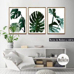 Set Monstera -01-