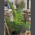 Palmera planta artificial - tienda online