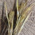 RAMAS PAMPA GRASS. Outlet - comprar online