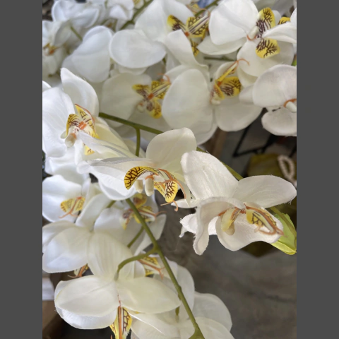 ORQUÍDEA VARA