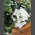 Vara lila de flores blancas en internet