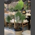 Planta palmeto - comprar online