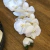 ORQUÍDEA VARA en internet