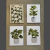 Cuadritos Plantas en internet