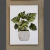 Cuadritos Plantas - Rancho Deco